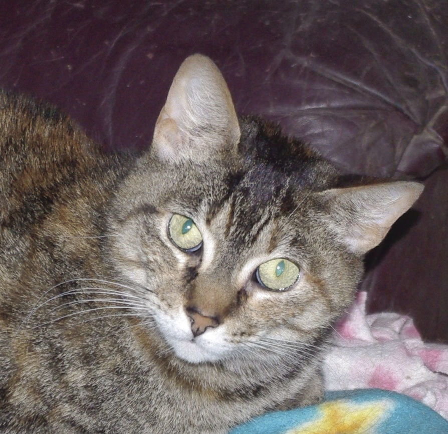 Pets of the Week: Minnie Pearl